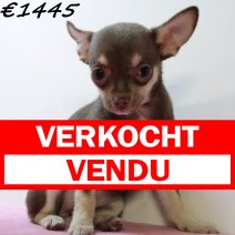 Chihuahua 040125 F(HU1126) 230425 verkocht - vendu.jpg