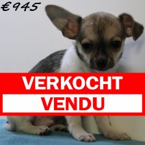 Chihuahua 040125 M(HU1123) 230425 vendu - verkocht.jpg