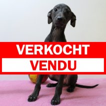 Italiaanse Windhond 080225 F(BE5236) 180425 verkocht - vendu.jpg