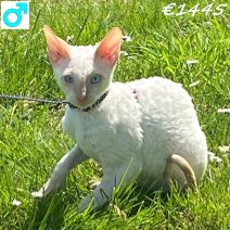 Cornish Rex 230125 M(BE6711) 270425.jpg