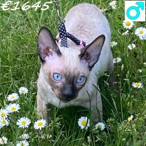 Cornish Rex 230125 M(BE6748) 270425.jpg