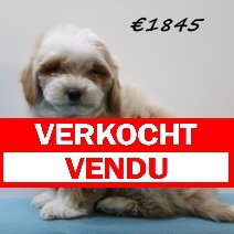 Maltipoo puppy verkocht - vendu.jpg