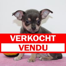 Chihuahua 140225 F(BE2908) 180425 verkocht - vendu.jpg