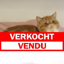 Exotic Shorthair 311224 F(BE2903) 140425 verkocht - vendu.jpg