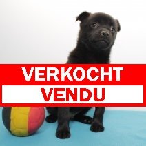 Schipperke M verkocht - vendu.jpg