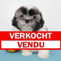 Lhasa Apso vendu - verkocht.jpg