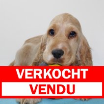 Engelse Cocker 080225 M(BE4944) 180425 vendu - verkocht.jpg