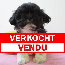 Shih Tzu pup verkocht - vendu.jpg