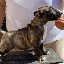 Mini Bull T. reu - beschikbaar begin juni 2025 1845euro.jpg