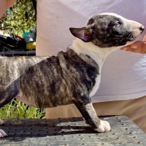 Mini Bull T. teef3 - beschikbaar begin juni 2025 1845euro.jpg