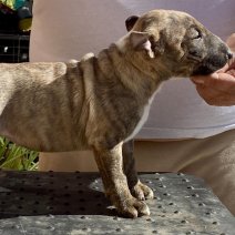 Mini Bull T. teef2 - beschikbaar begin juni 2025 1845euro.jpg