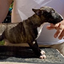 Mini Bull T. teef1 - beschikbaar begin juni 2025 1645euro.jpg