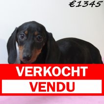 Teckel 020125 F(HU9694) 230425 verkocht - vendu.jpg