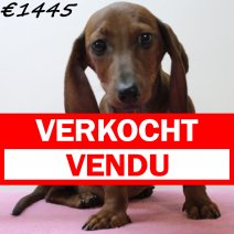 Teckel 020125 F(HU9693) 230425 verkocht - vendu.jpg