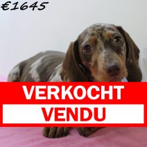 Teckel 010125 F(HU9707) 230425 verkocht - vendu.jpg