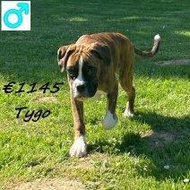 Boxer Puberpup Tygo 291024 M(HU7968) 290425 (1).jpg