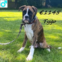 Boxer Puberpup Tygo 291024 M(HU7968) 290425.jpg