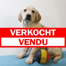 labrador 130125 M (BE4105) 210325 verkocht - vendu.jpg