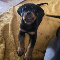 Rottweiler Nestje(BE) 170525 - pup (3).jpg