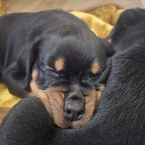 Rottweiler Nestje(BE) 170525 - pup (2).jpg