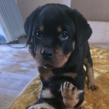 Rottweiler Nestje(BE) 170525 - pup (1).jpg