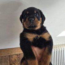 Rottweiler Nestje(BE) 170525 - pup .jpg