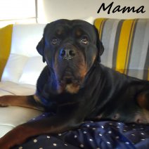 Rottweiler MAMA pups nest (BE-170525).jpg