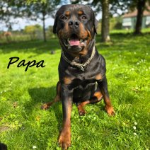 Rottweiler PAPA pups nest (BE-170525).jpg