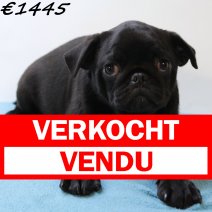 Mops 020125 M(HU9720) 230425 verkocht - vendu.jpg