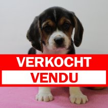 Beagle F 310125 (BE7303) 250425 verkocht - vendu.jpg