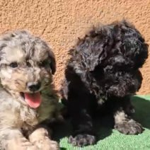 Aussiedoodle pups (HU) begin juni (3).jpg