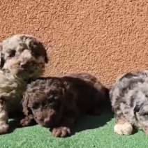 Aussiedoodle pups (HU) begin juni (2).jpg