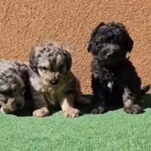 Aussiedoodle pups (HU) begin juni (1).jpg