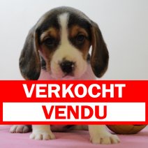 Beagle F 310125 (BE6652) 250425 verkocht - vendu.jpg