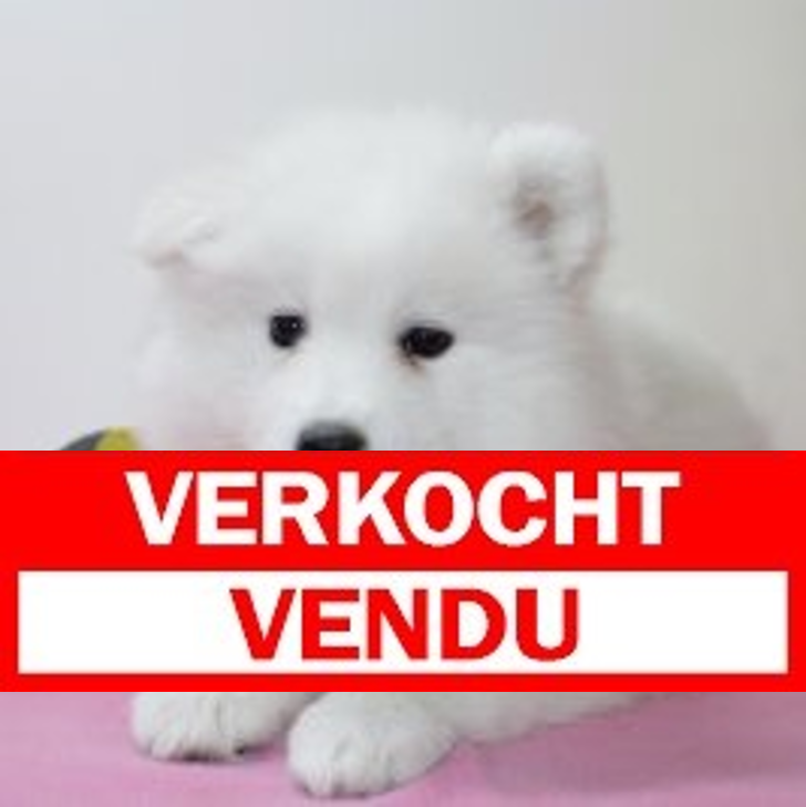 Samojeed 210225 F(BE4391) 010525.verkocht