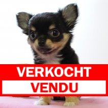 Chihuahua 230225 F(BE4484) 010525 verkocht - vendu.jpg