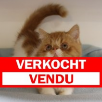 Exotic Shorthair 311224 M(BE2911) 140425.verkocht