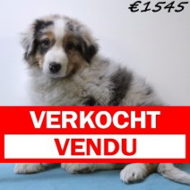Australische Herder 030125 M(HU9727) 230425.verkocht