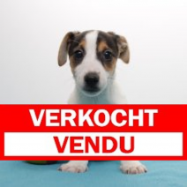 Jack Russell 310125 M (BE2933) 050425.verkocht