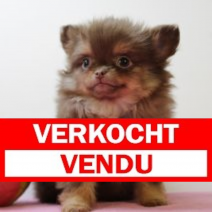 pomchi 310125 F (BE7299) 250425.verkocht