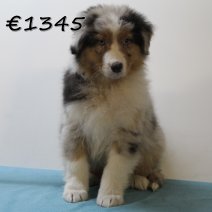 Australische Herder 030125 M(HU9726) 230425 