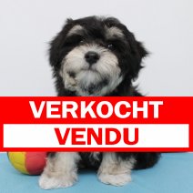 Havanezer 260225 M(BE3043) 020525 verkocht - vendu.jpg
