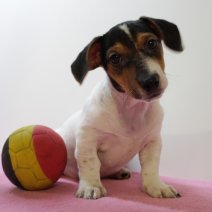 Jack Russel F 160225 (BE3148) 020525.JPG