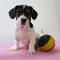 Jack Russel F 160225 (BE3173) 020525.JPG