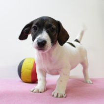 Jack Russel F 160225 (BE3444) 020525.JPG