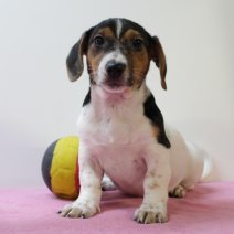 Jack Russel F 160225 (BE6698) 020525.JPG