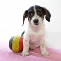 Jack Russel F 160225 (BE6767) 020525.JPG