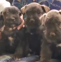 dwergschnauzer pups eind juni (3M - 2F) (1).png