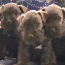 dwergschnauzer pups eind juni (3M - 2F) (2).png