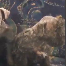 dwergschnauzer pups eind juni (3M - 2F) (3).png